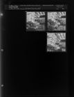 Chickens Distributed (3 Negatives), February 16-17, 1962 [Sleeve 46, Folder b, Box 27]